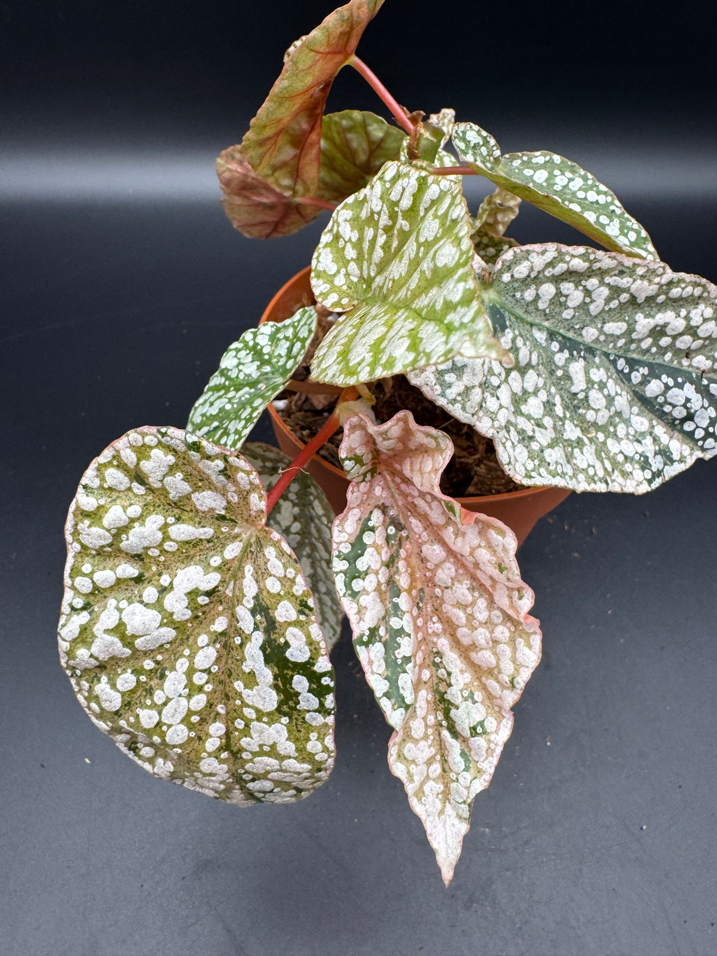 Begonia snow capped pink variegata