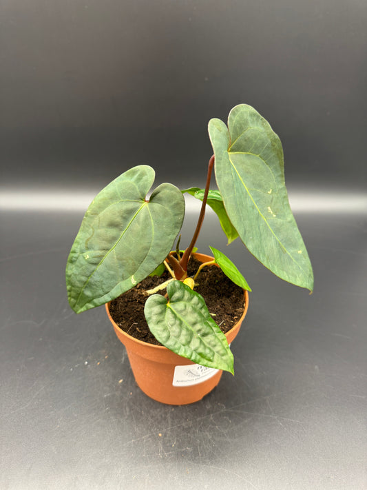 Anthurium papillilaminum x King of Spades