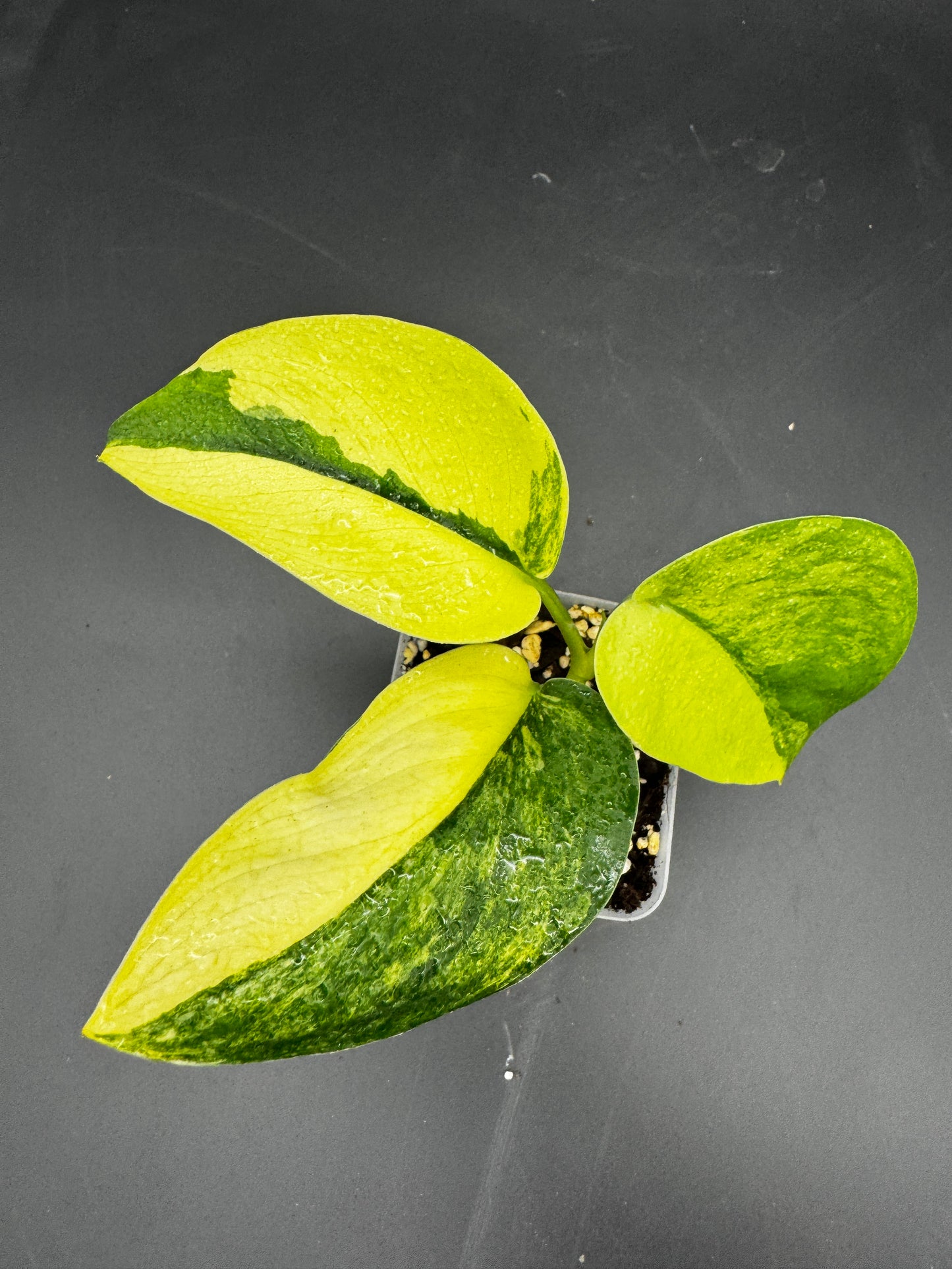 Scindapsus Jade Satin Aurea