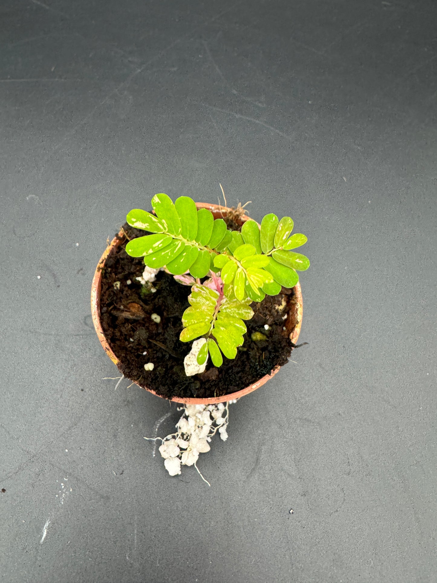Phyllanthus Urinaria pink Variegata