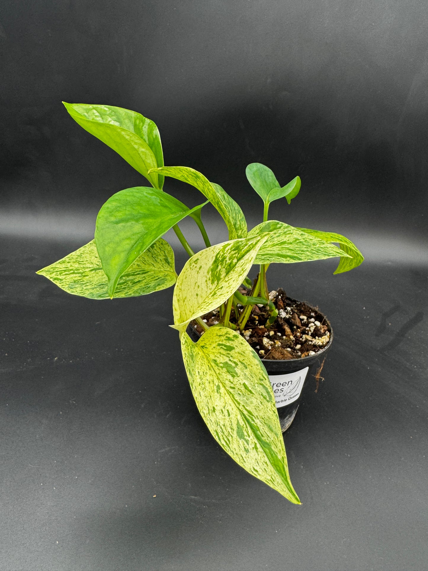 Epipremnum pinnatum Marble Queen