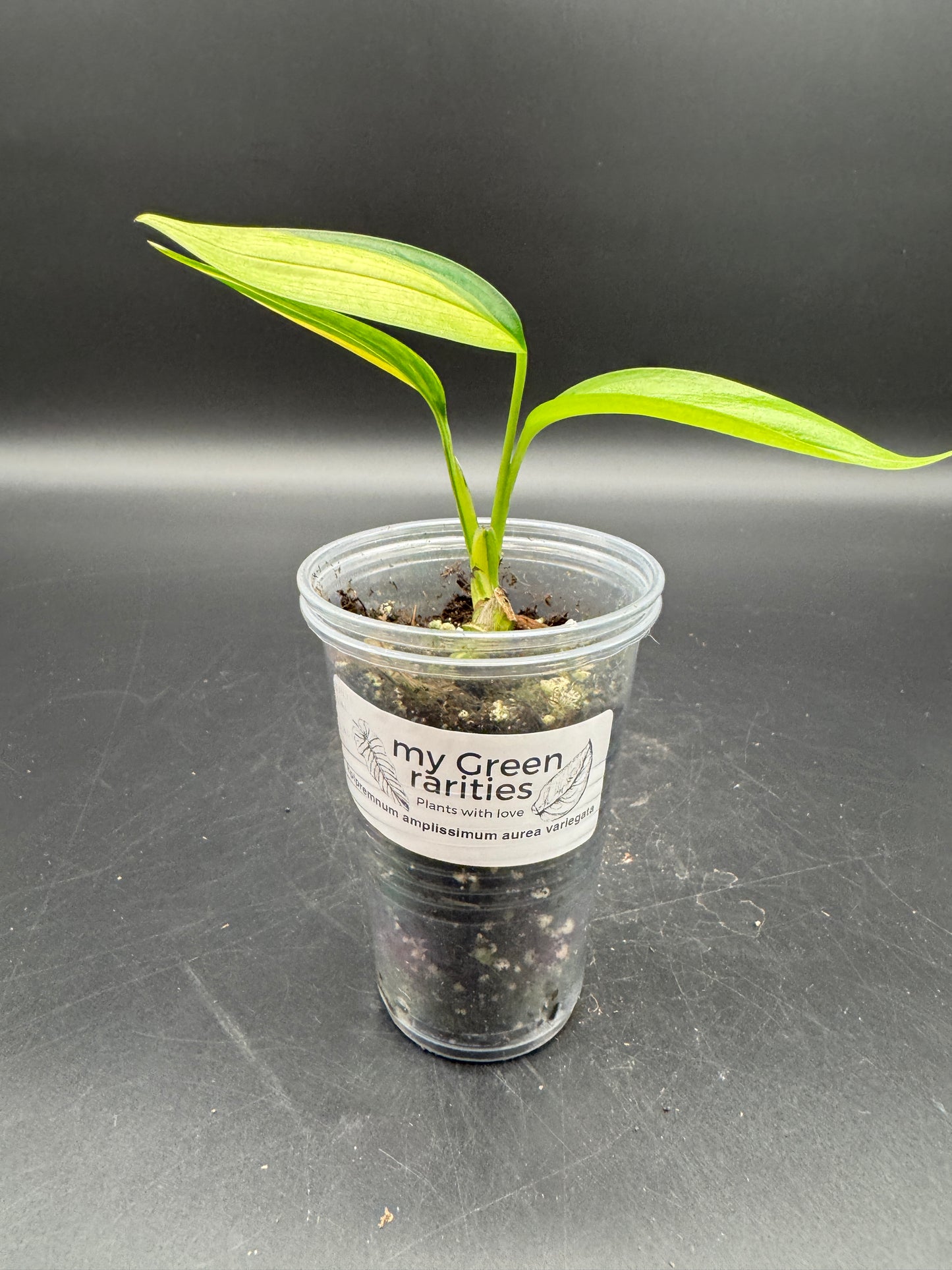 Epipremnum Amplissimum Aurea