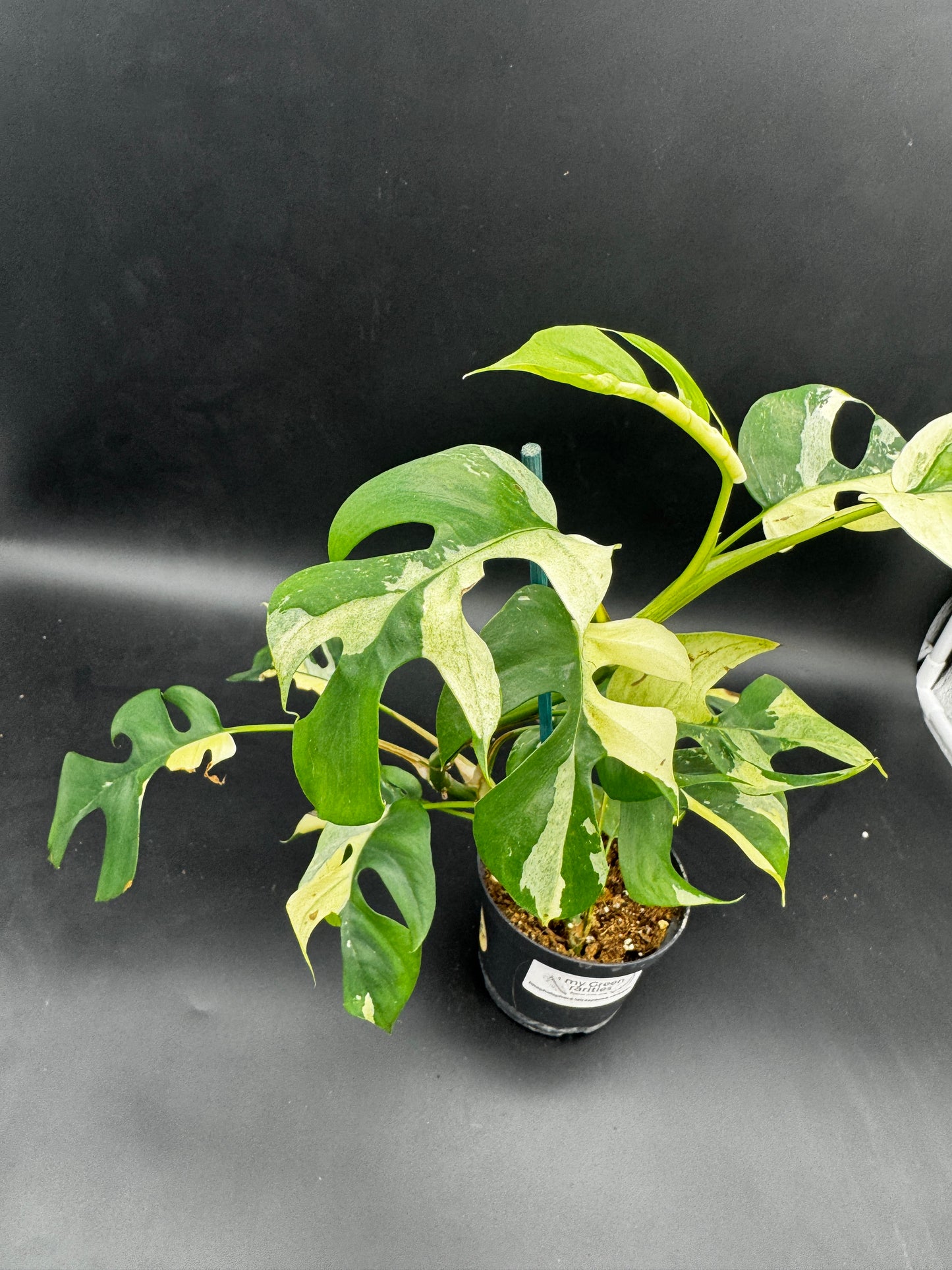 Rhaphidophora tetrasperma variegata