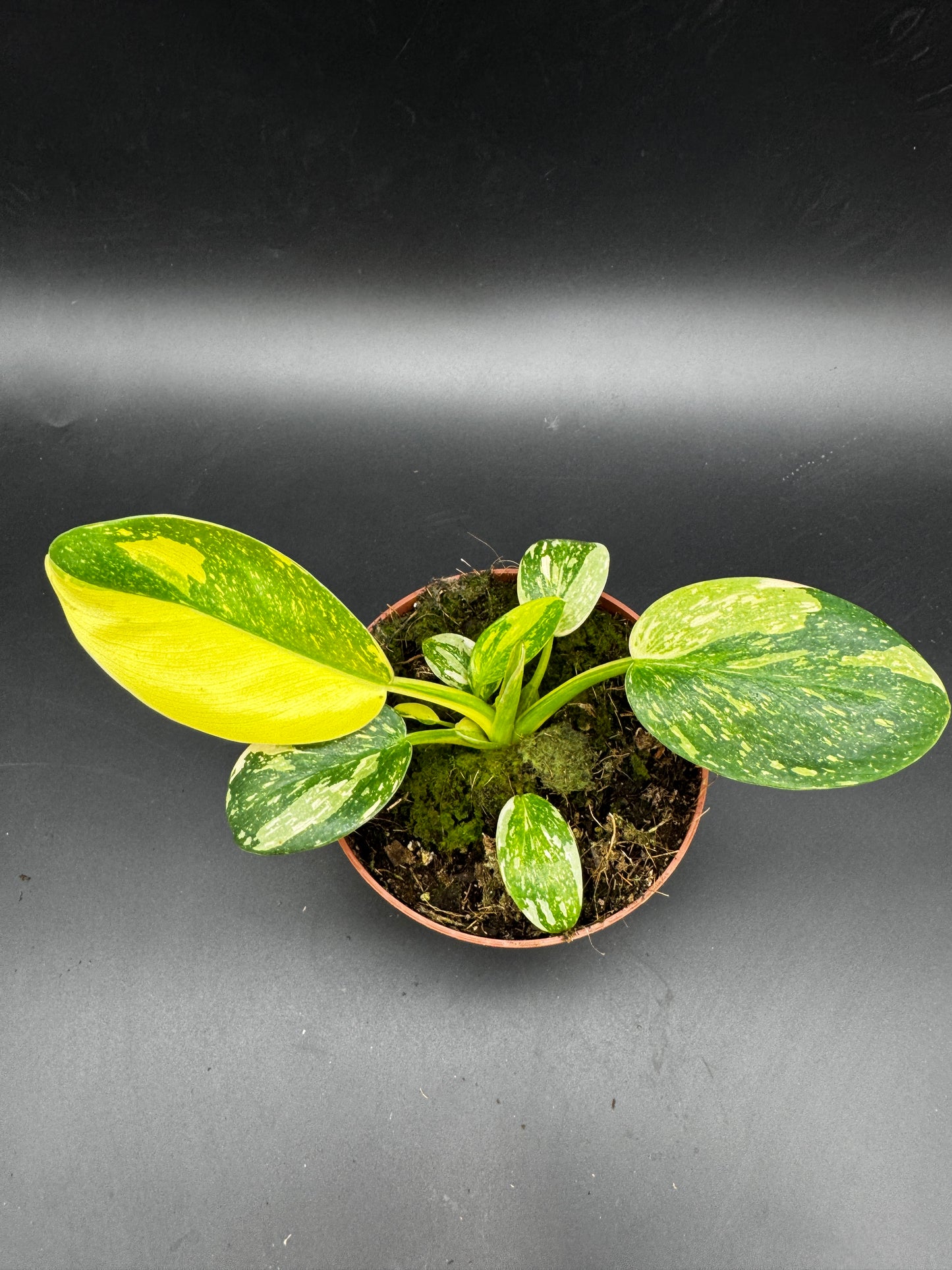 Philodendron Green Kongo variegata