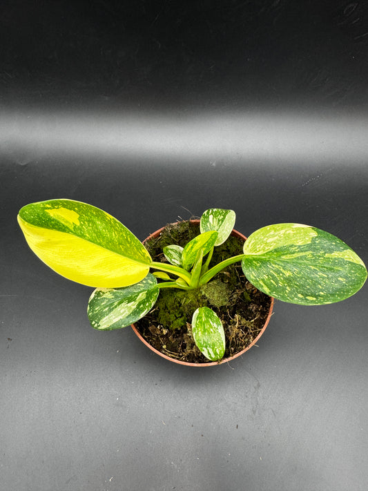Philodendron Green Kongo variegata