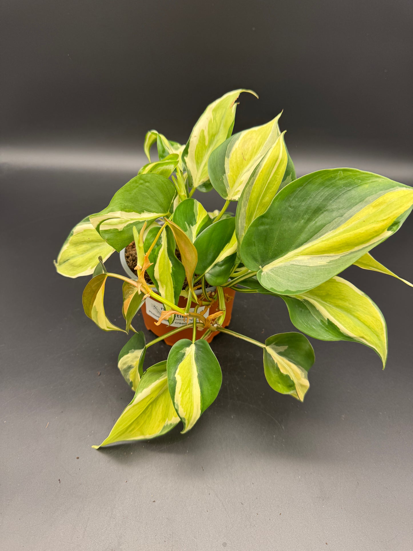 Philodendron cream Splash