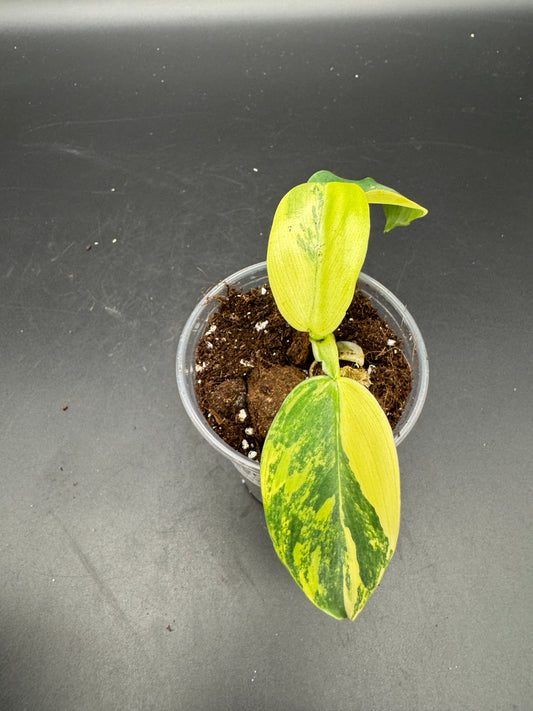 Philodendron Silver sword variegata Basis