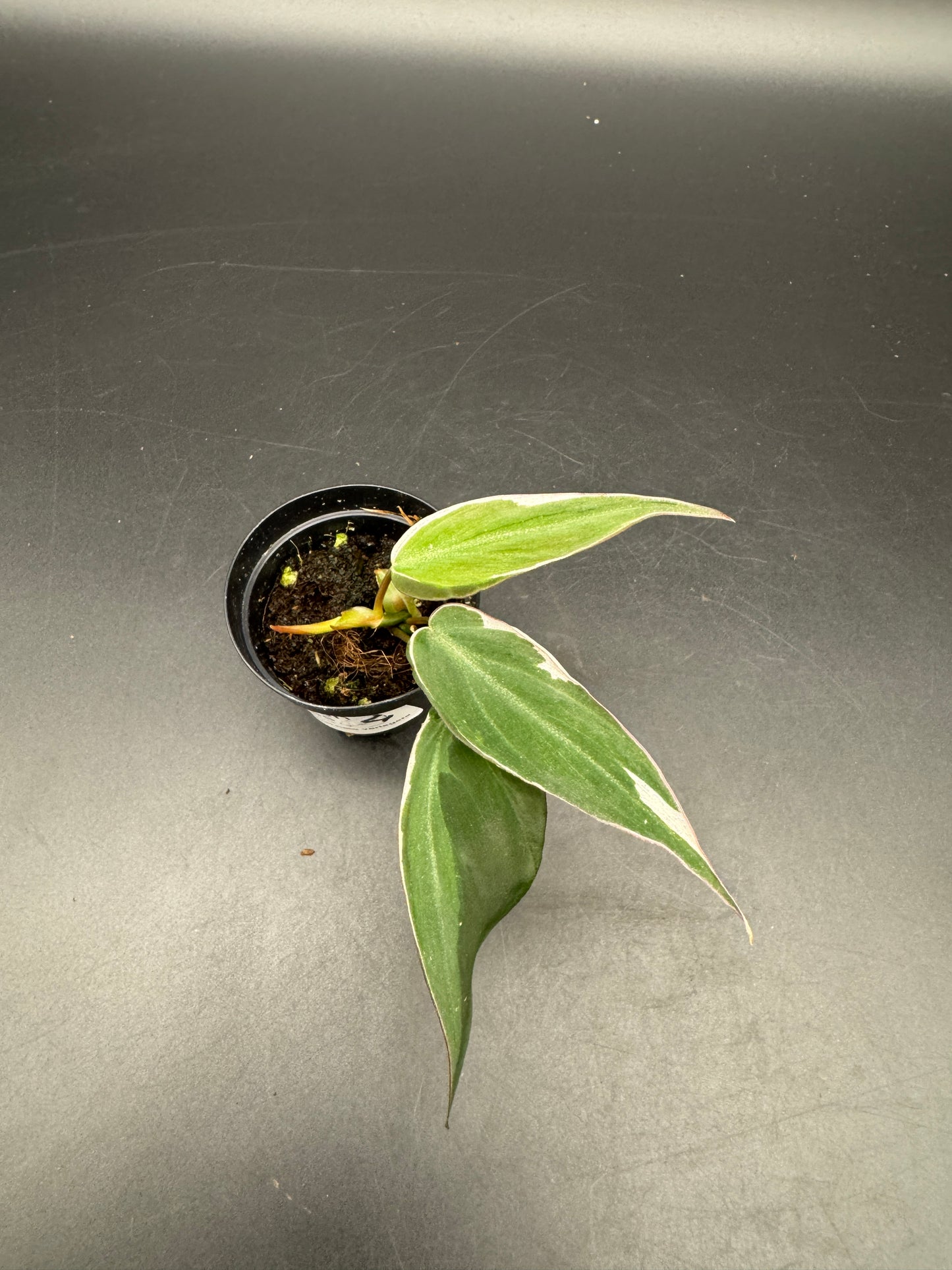 Philodendron micans velvet halo variegata