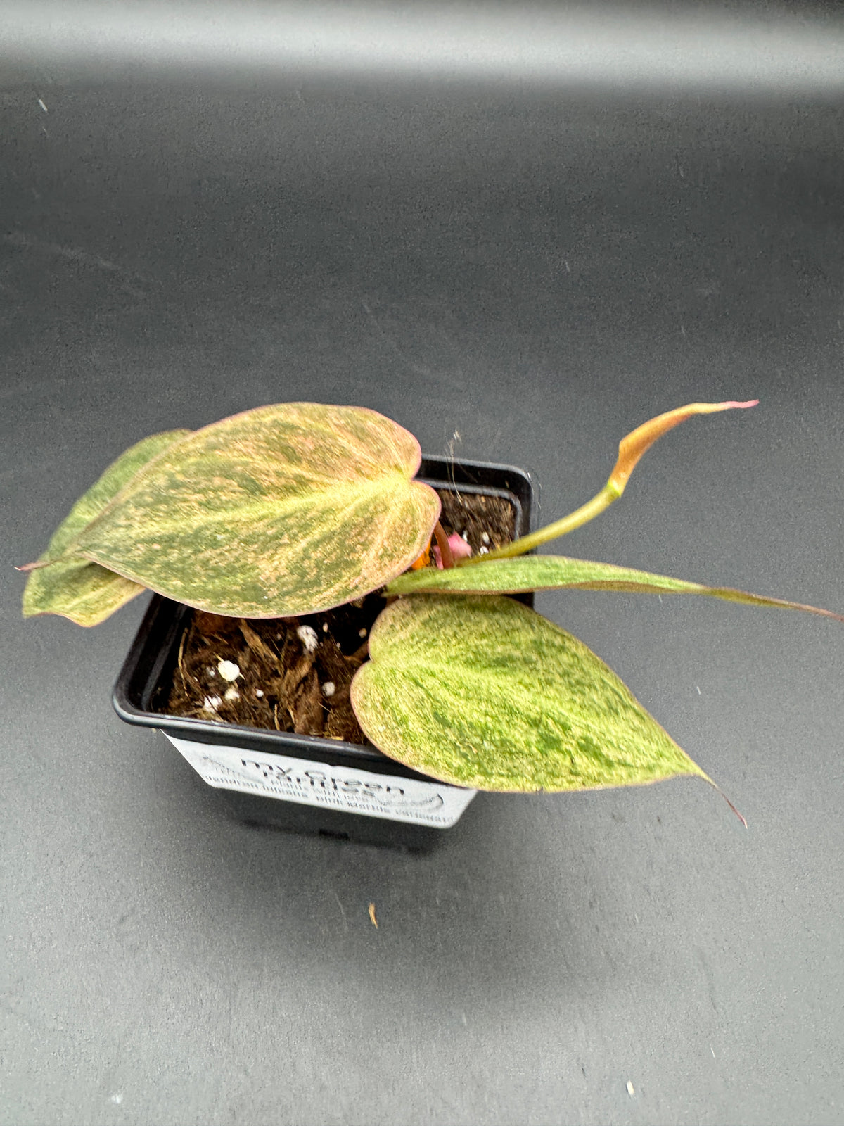 Philodendron micans pink marble variegata