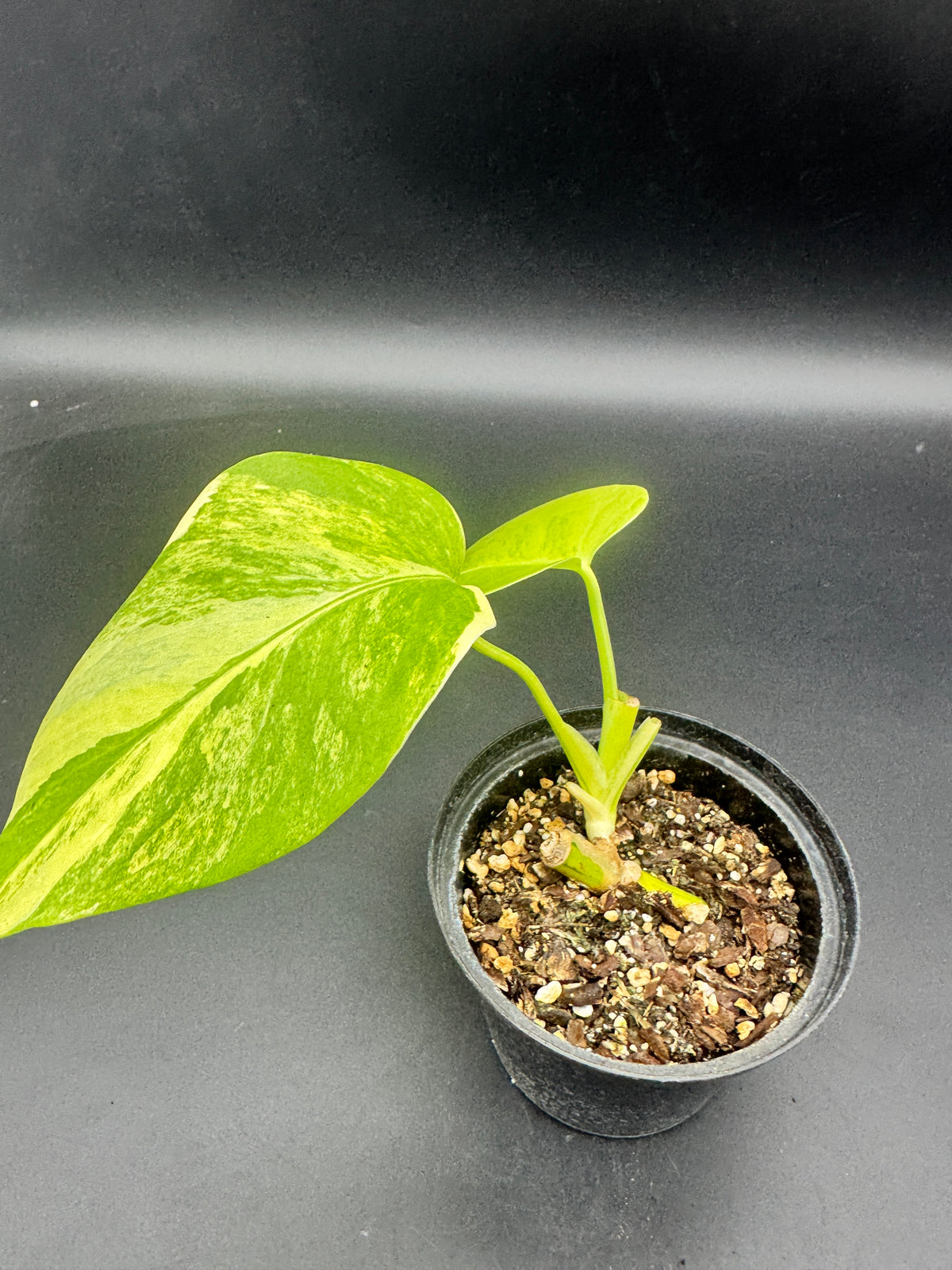 Monstera deliciosa Aurea
