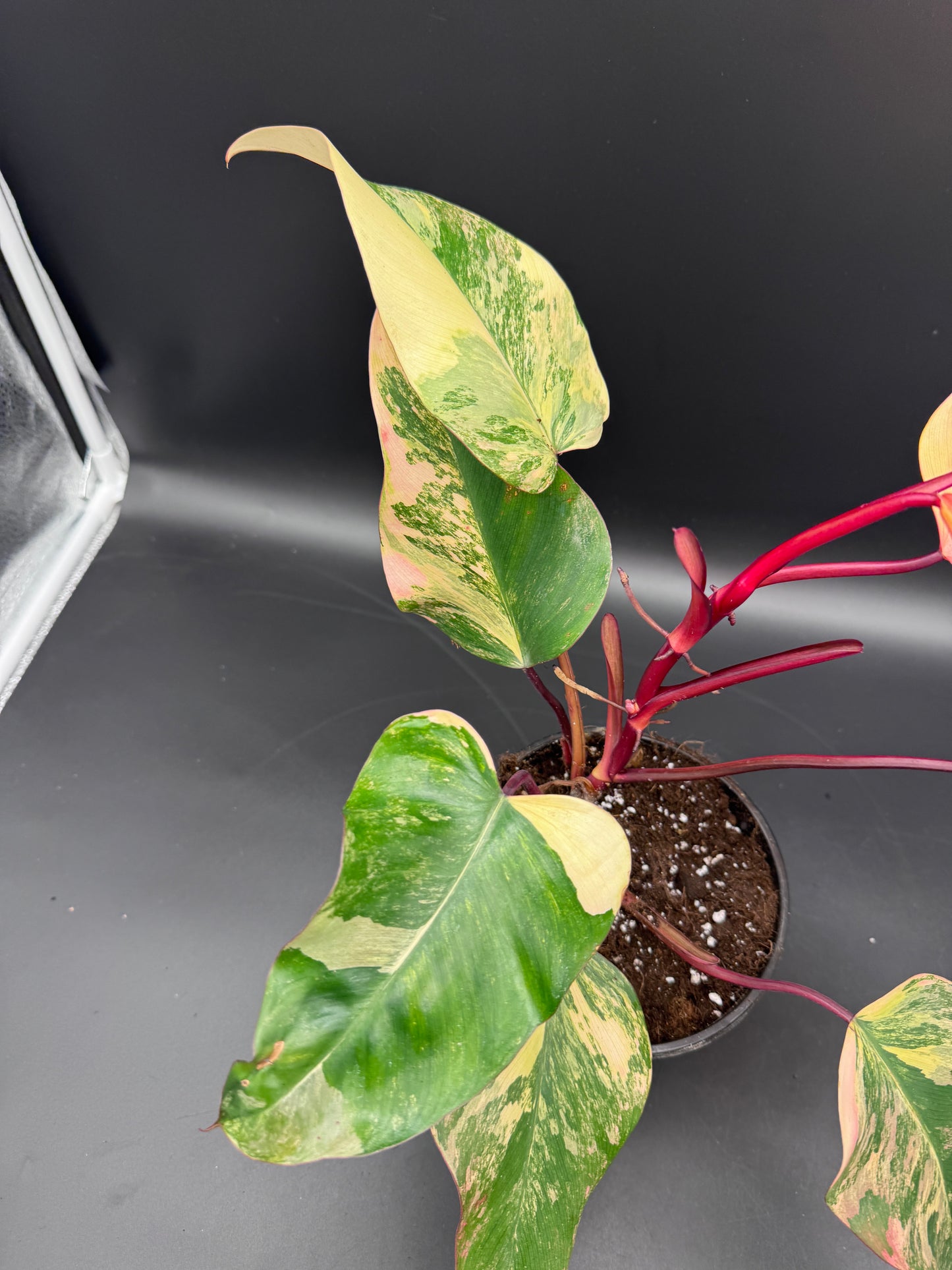 Philodendron strawberry Shake