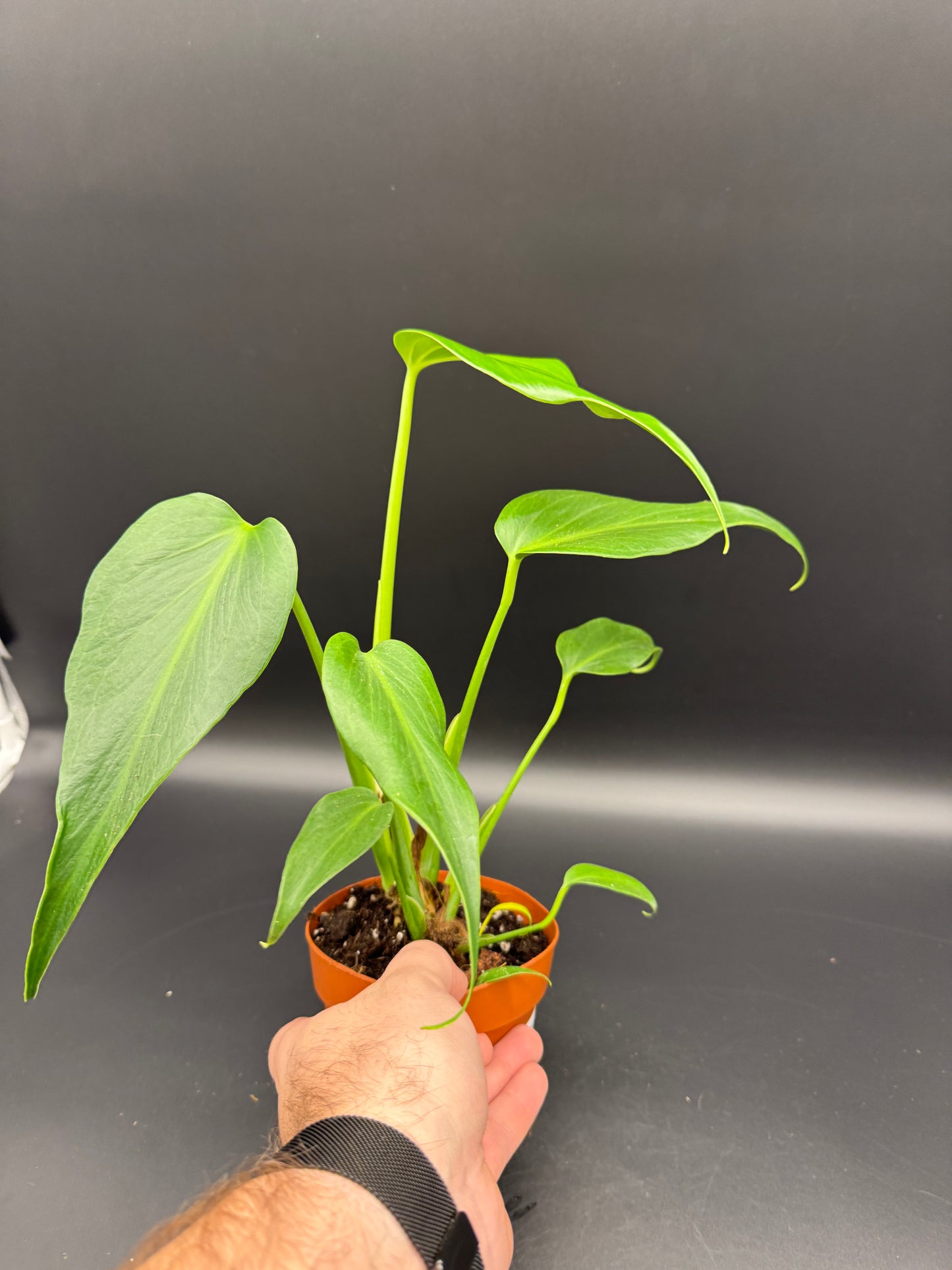 Monstera burle marx Flame