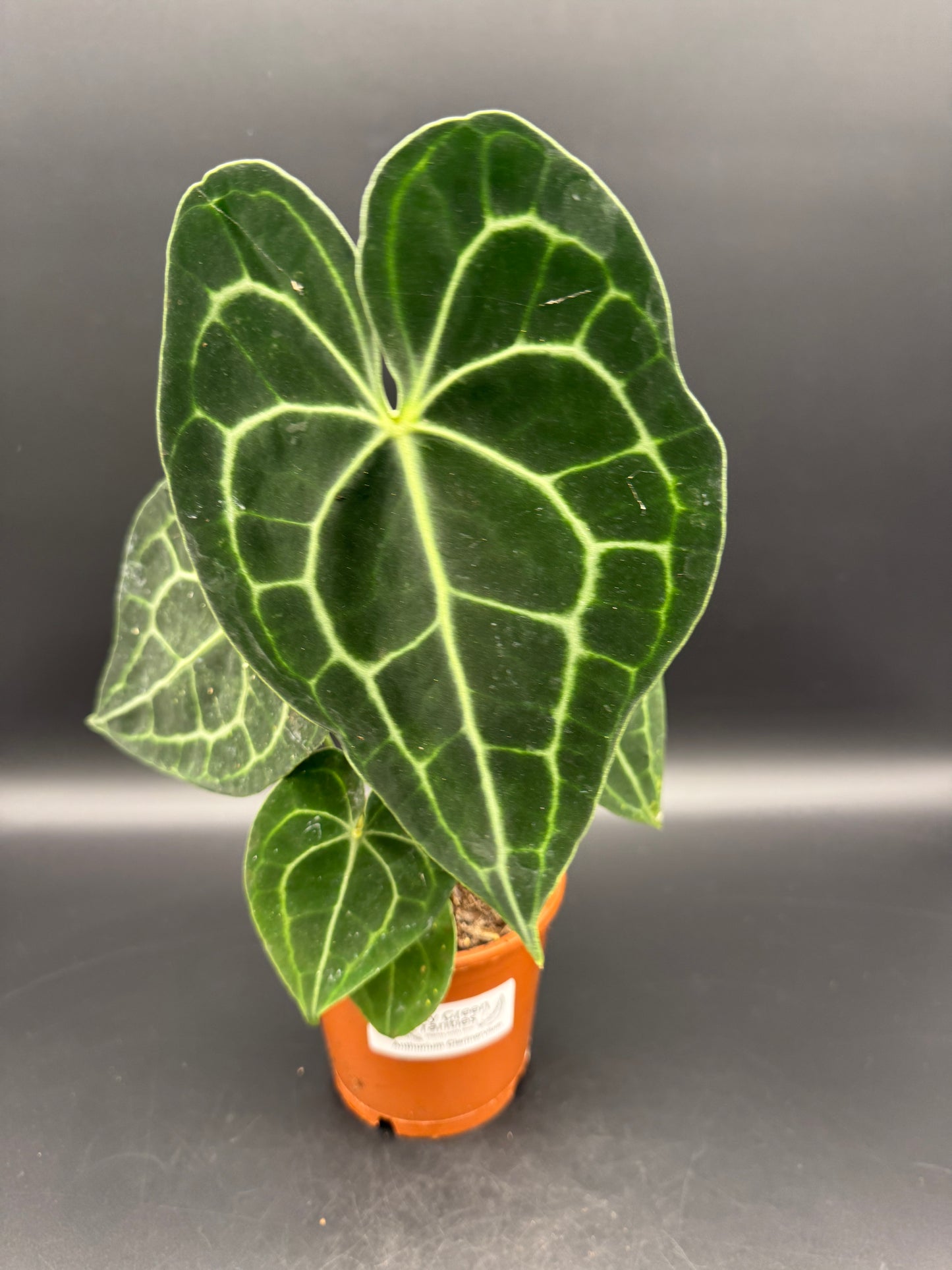 Anthurium clarinervium