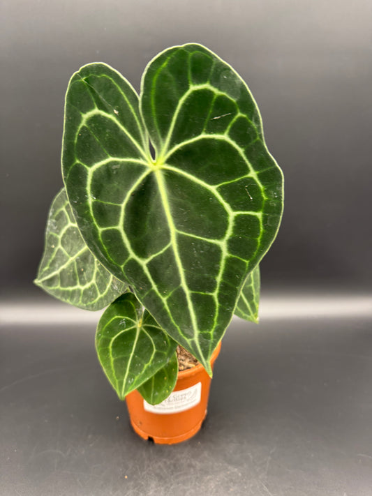 Anthurium clarinervium