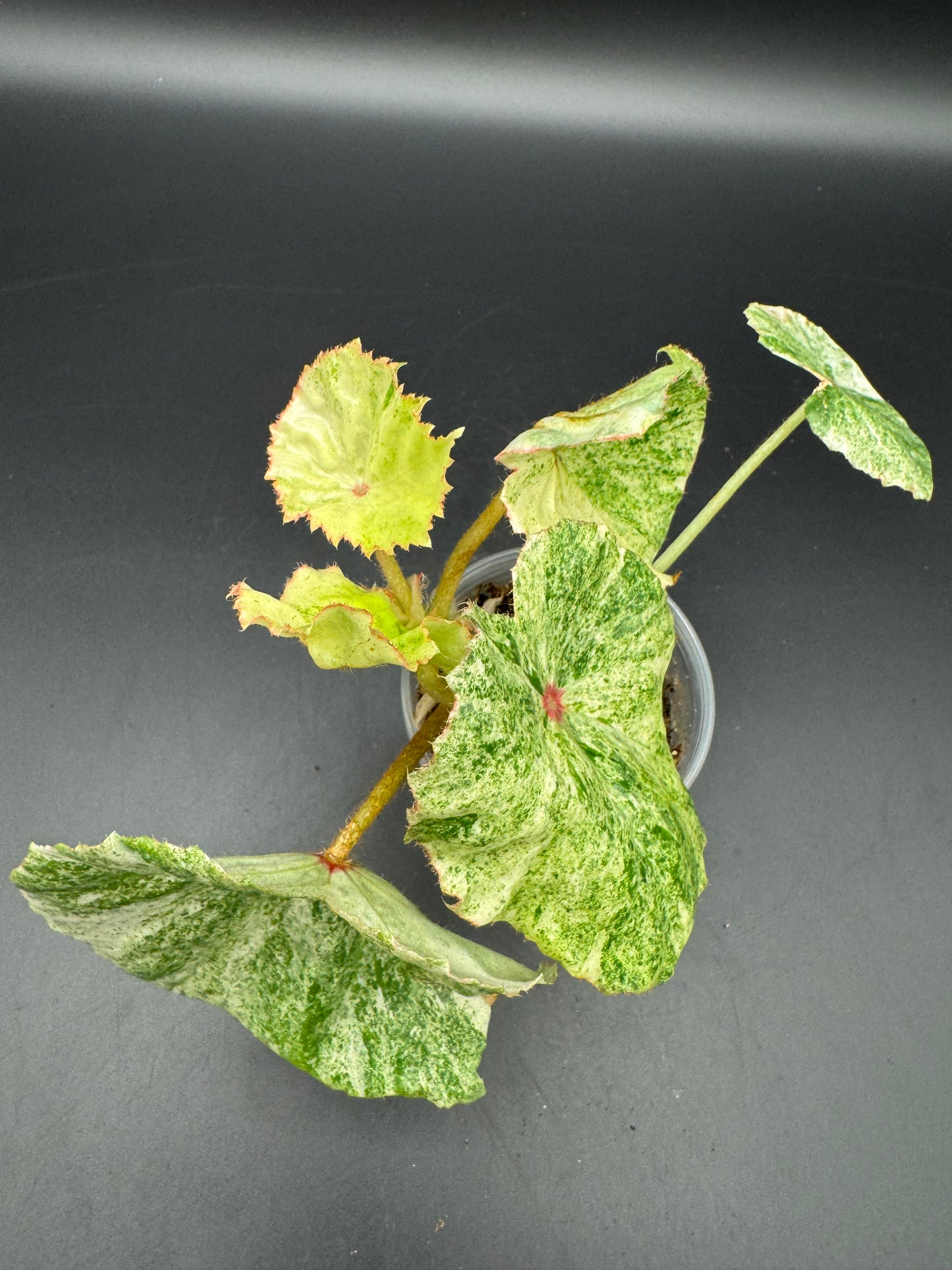 Begonia Rouge variegata