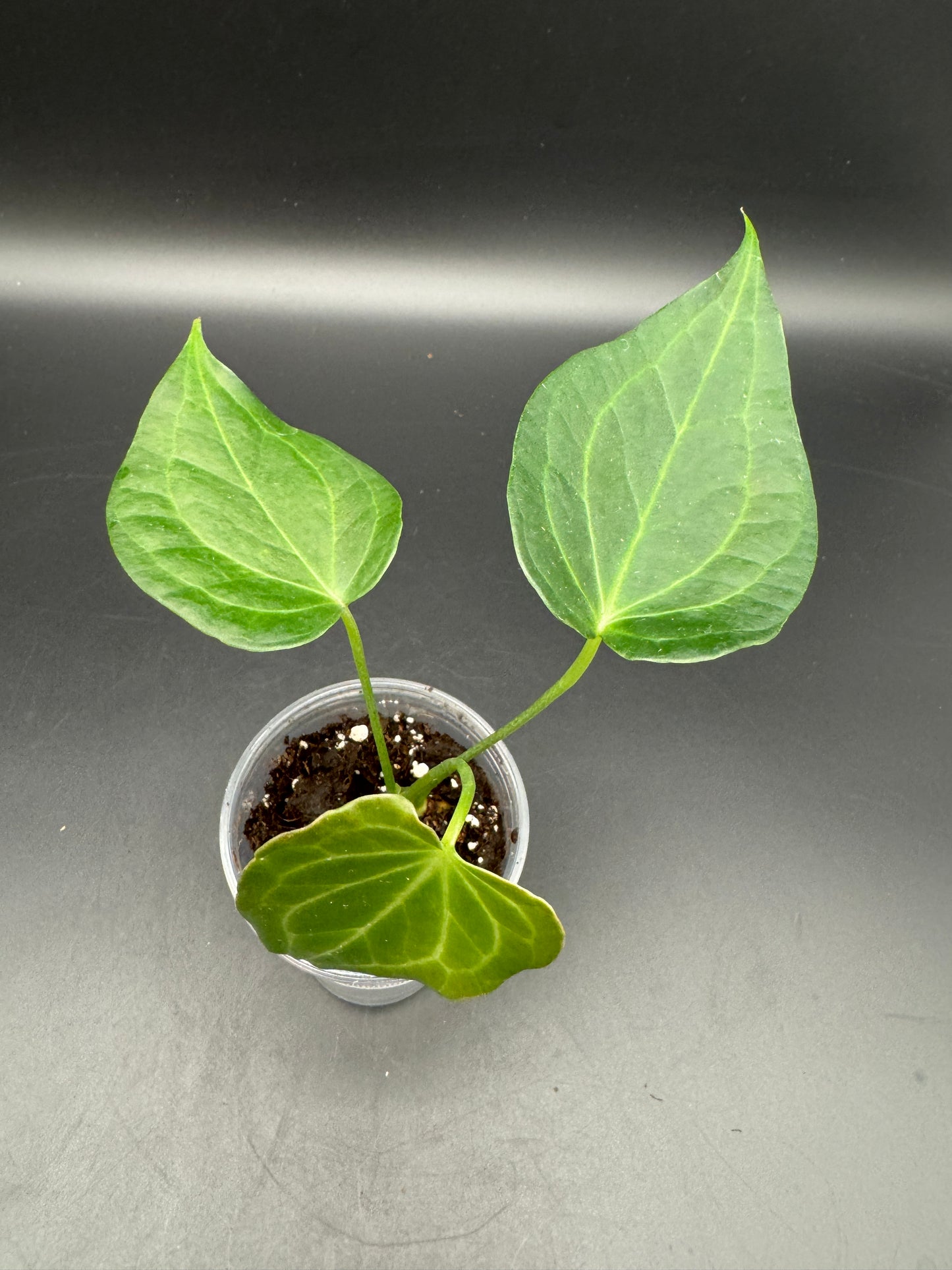 Anthurium Delta force