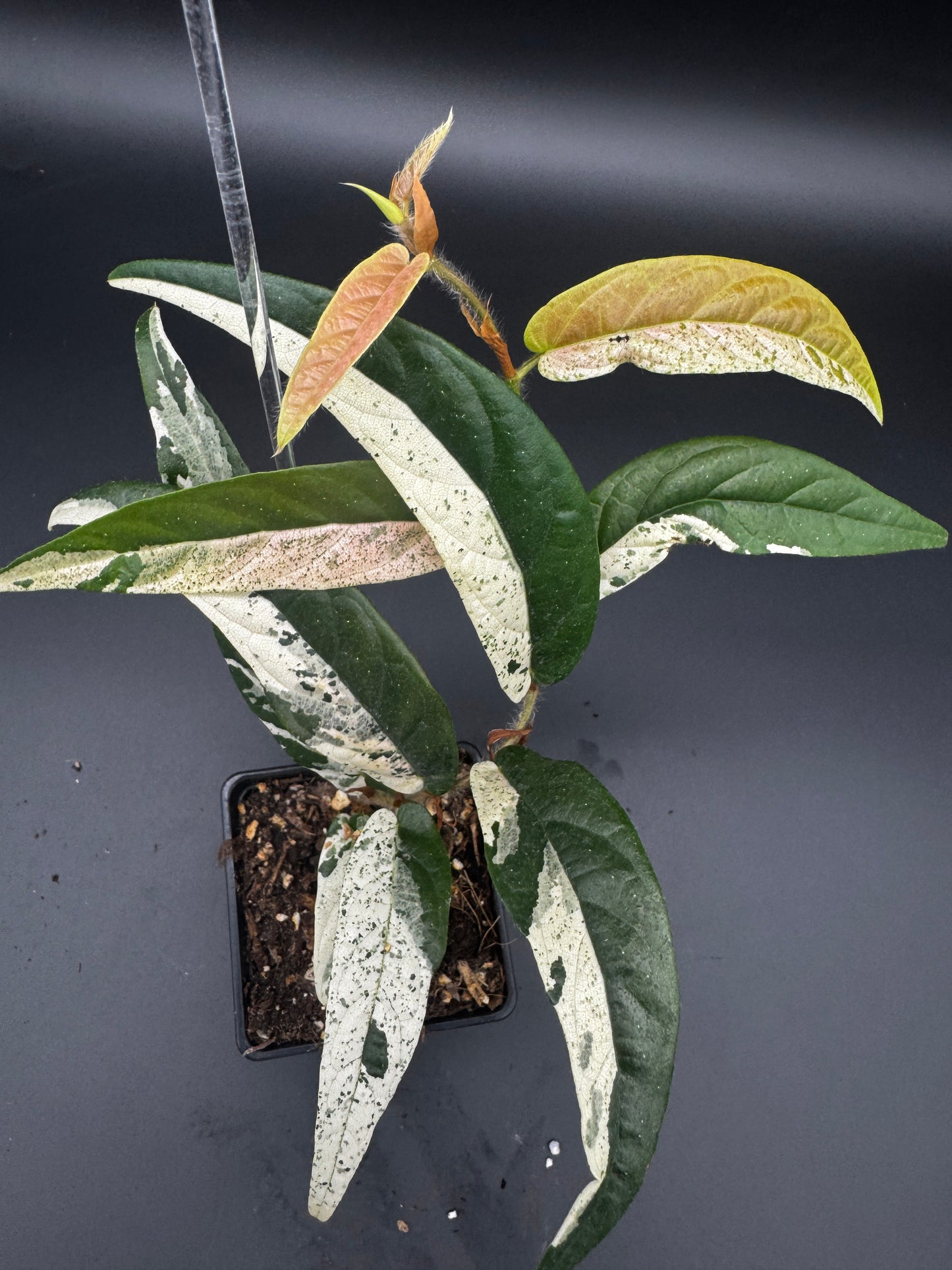 Ficus Sagittata Pink Variegata