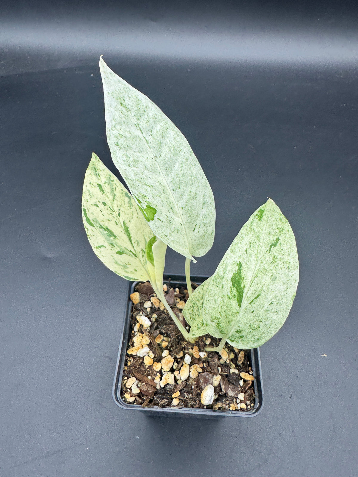 Epipremnum pinnatum Cebu Blue Marble variegata