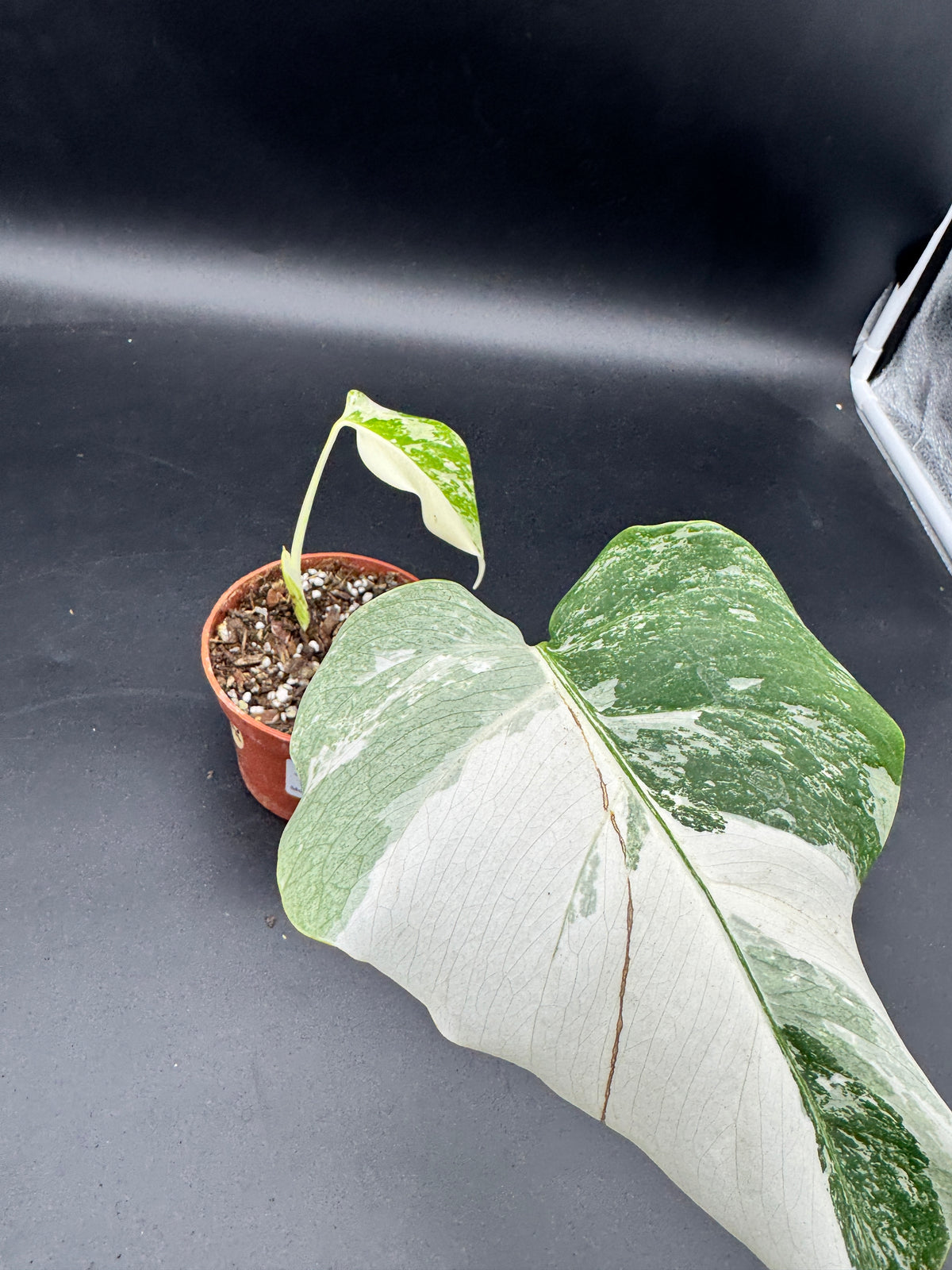 Monstera deliciosa variegata