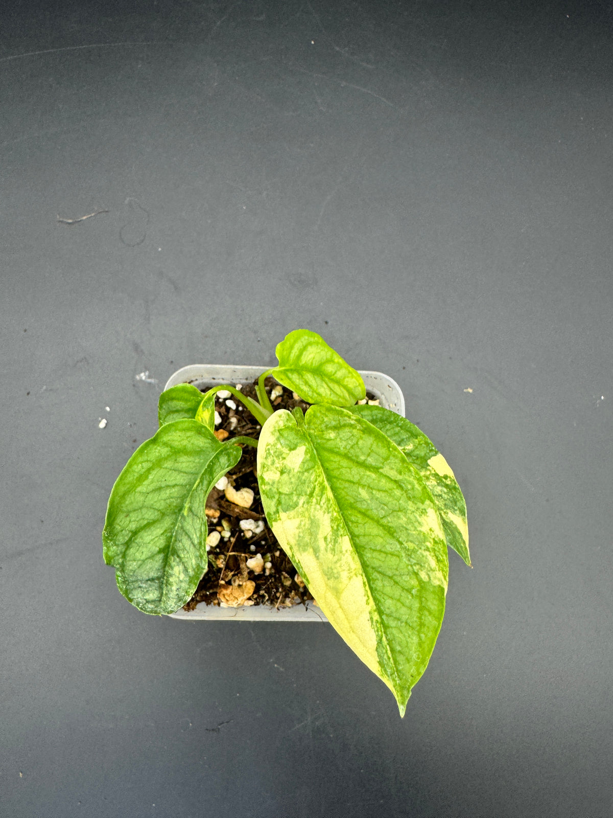 Monstera Siltepecana Aurea variegata