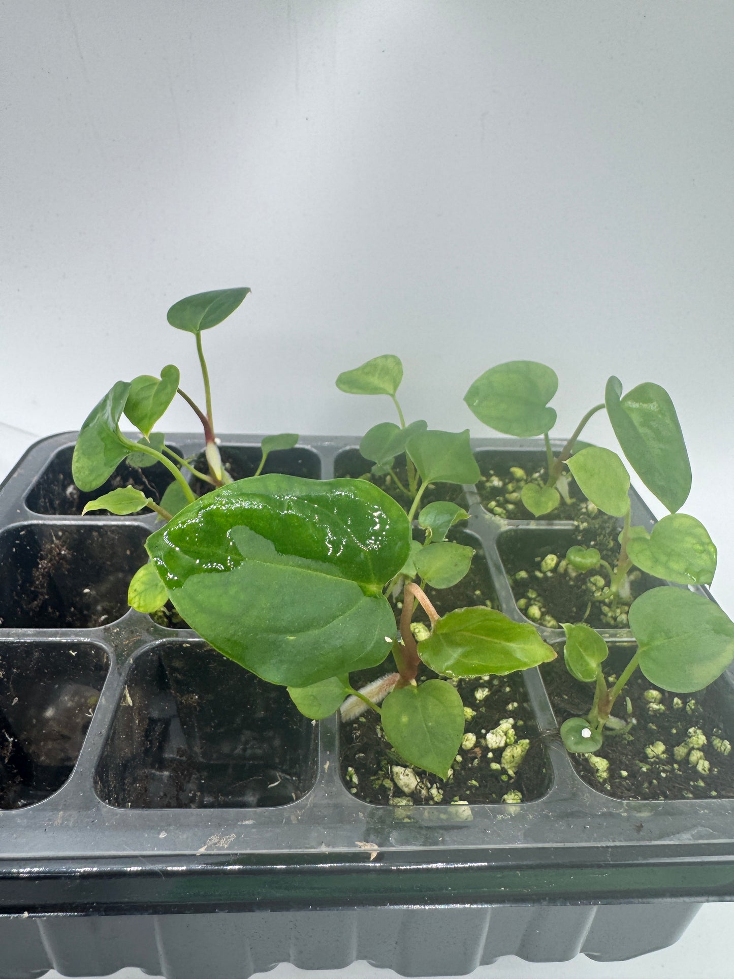 Ace of spades dfxgf X Blue Papi (1 Pflanze)