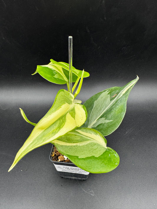 Philodendron hederaceum Rio