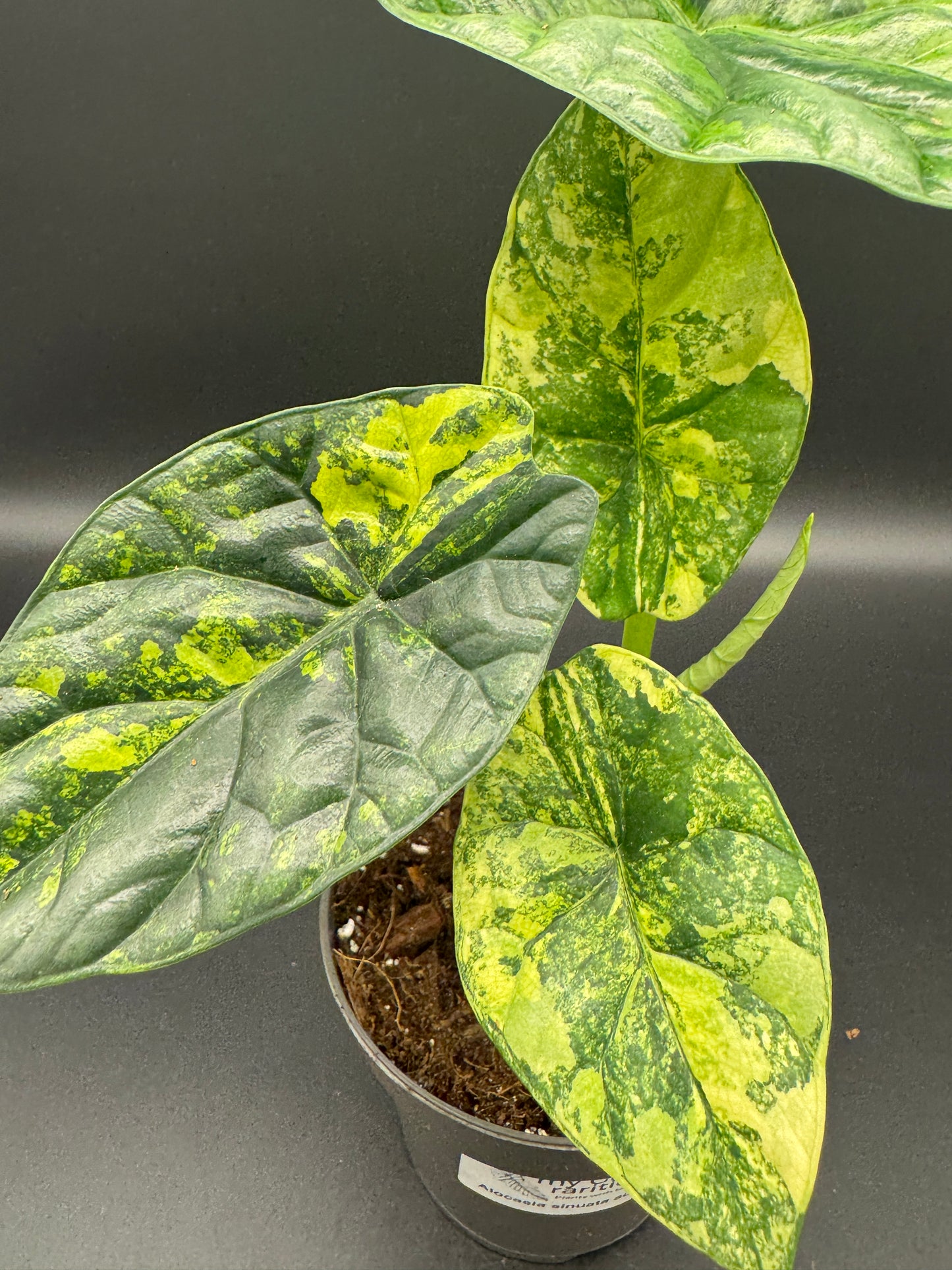 Alocasia sinuata aurea