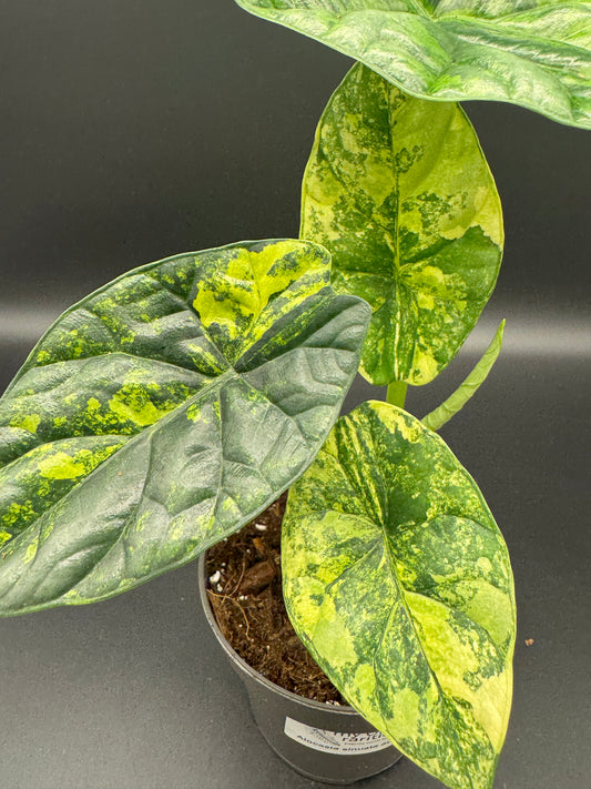 Alocasia sinuata aurea