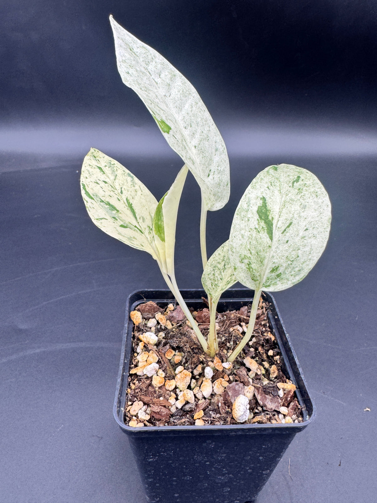 Epipremnum pinnatum Cebu Blue Marble variegata