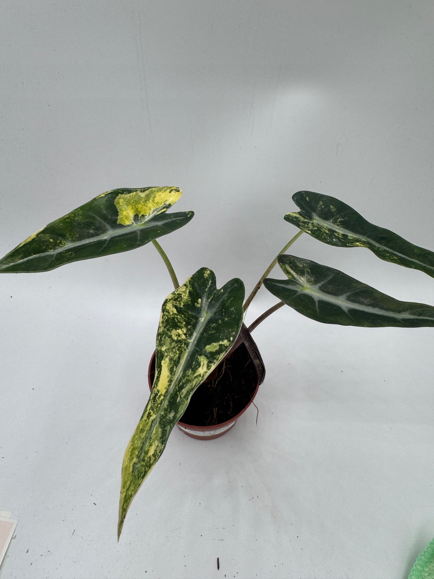 Alocasia bambino Aufea variegata
