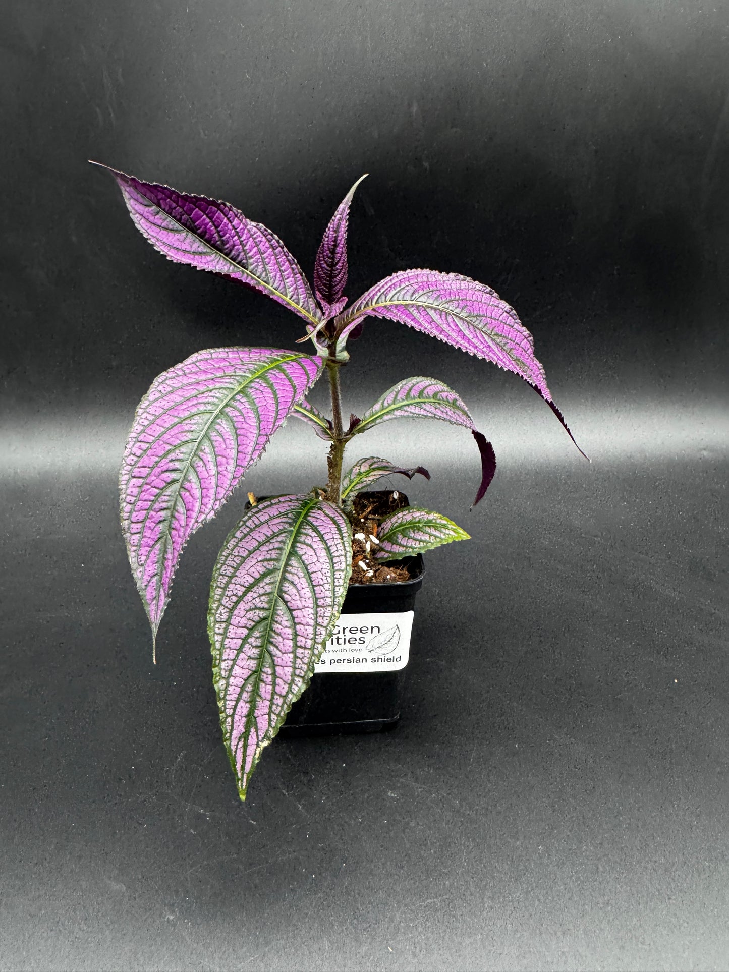 Strobilanthes persian shield