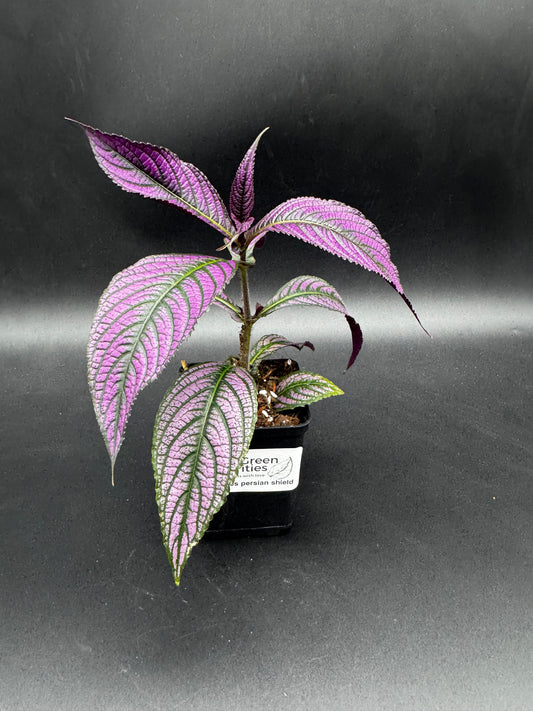 Strobilanthes persian shield