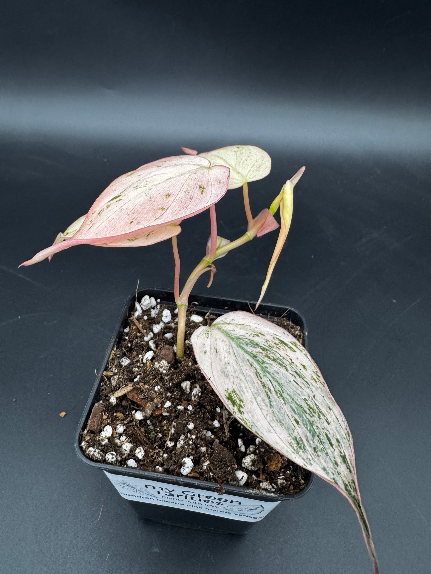 Philodendron micans pink marble variegata