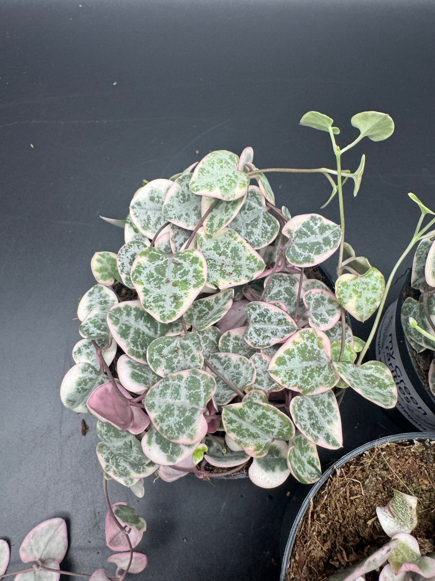 Ceropegia Woodii variegata