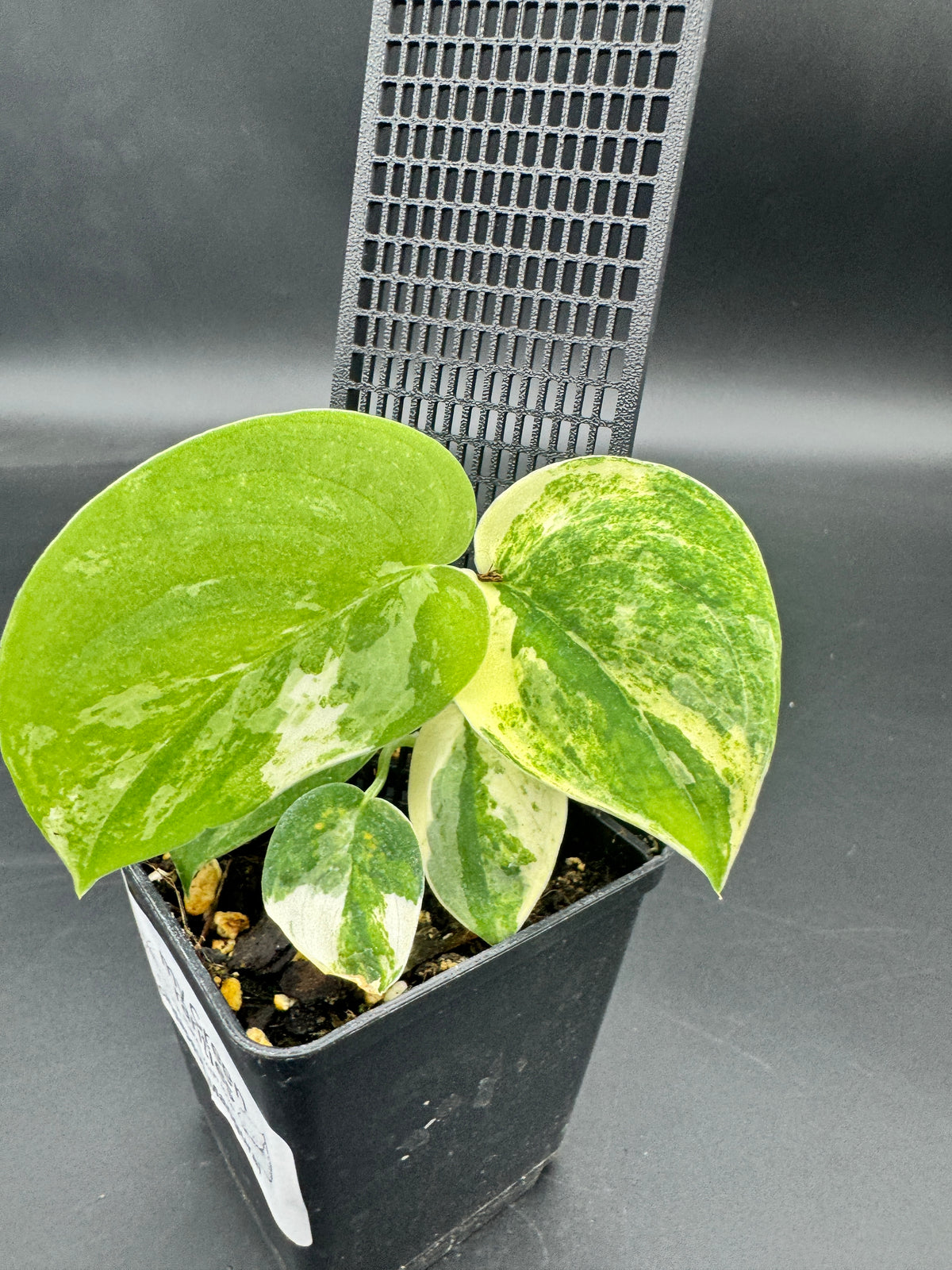 Scindapsus mangurai