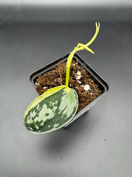 Scindapsus Mayari
