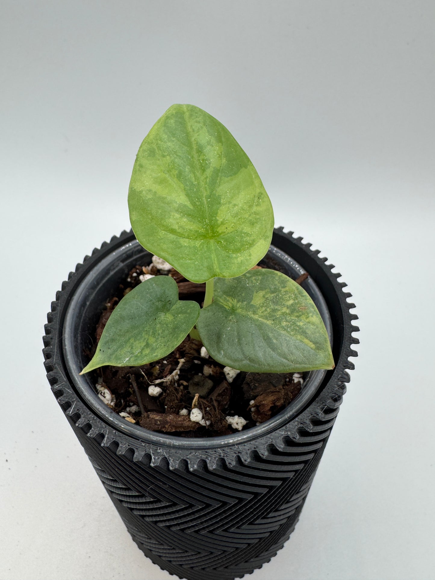 Alocasia Silver Dragon