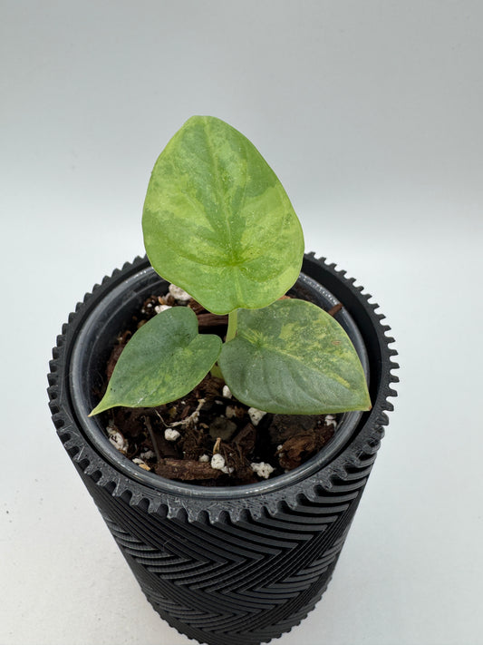 Alocasia Silver Dragon