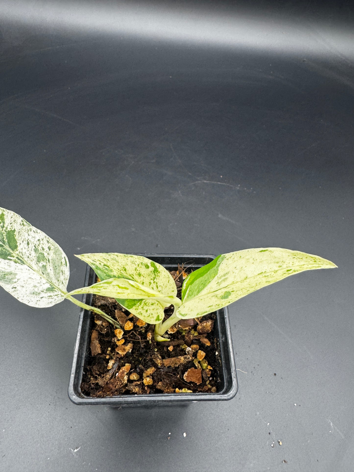 Epipremnum pinnatum cebu Blue Marble variegata
