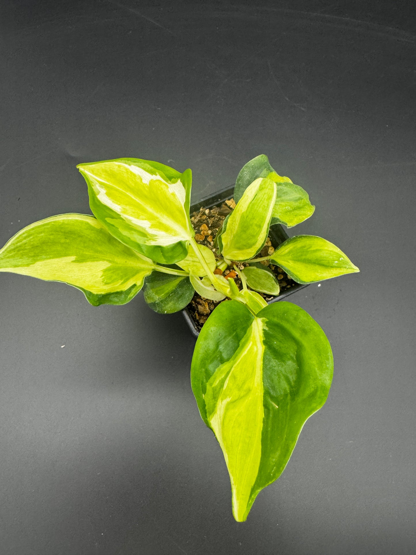 Philodendron cream Splash