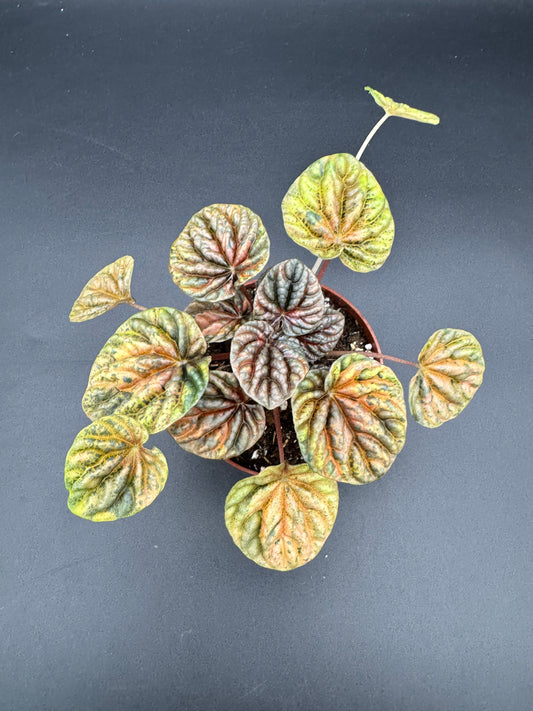 Peperomia caperata Disco Fall variegata