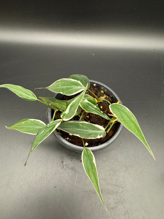 Philodendron micans velvet halo variegata.