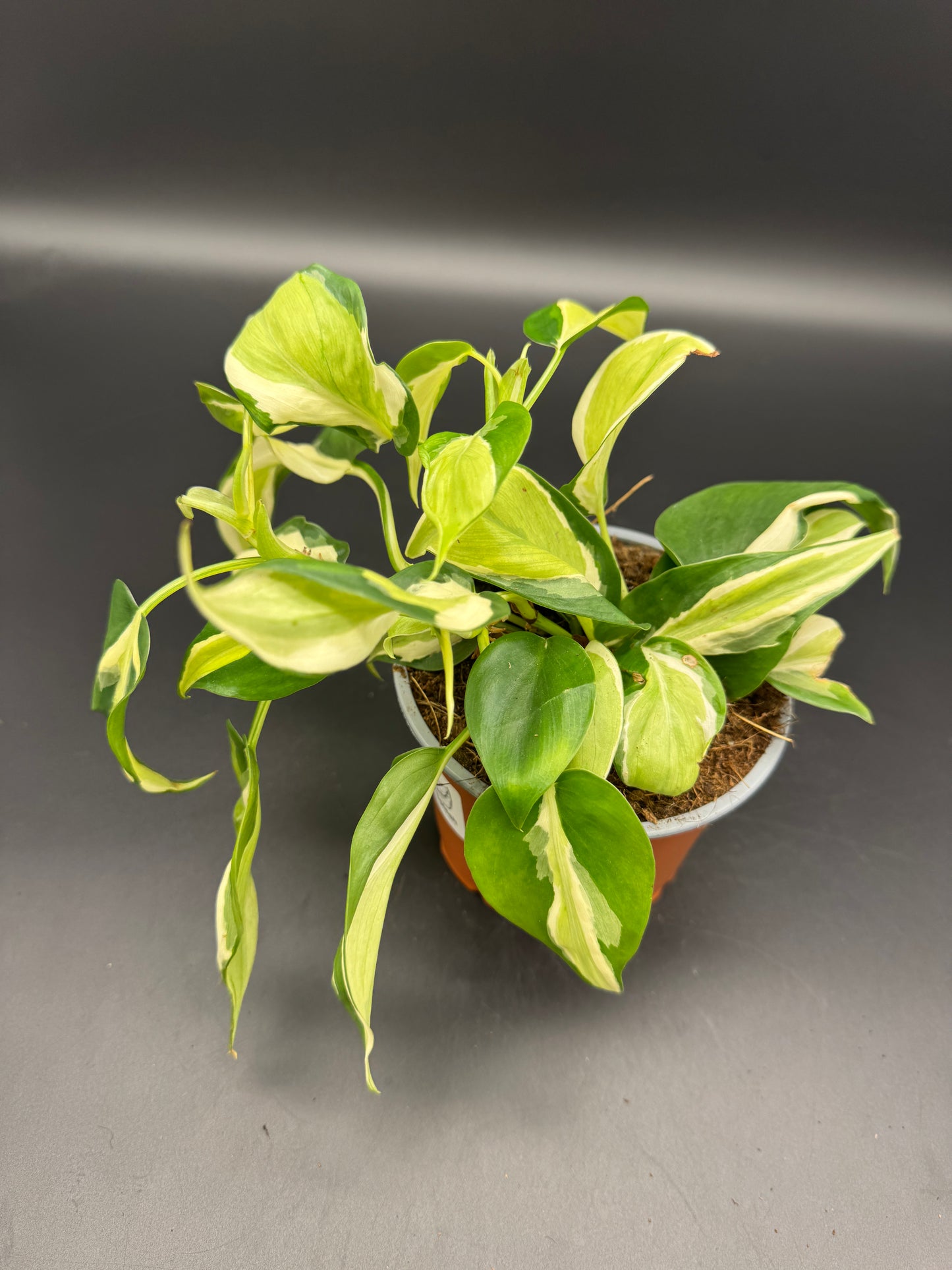 Philodendron cream splash
