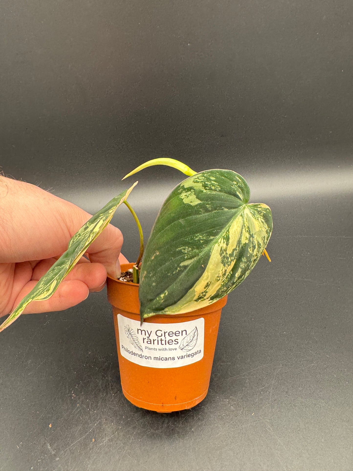 Philodendron micans variegata