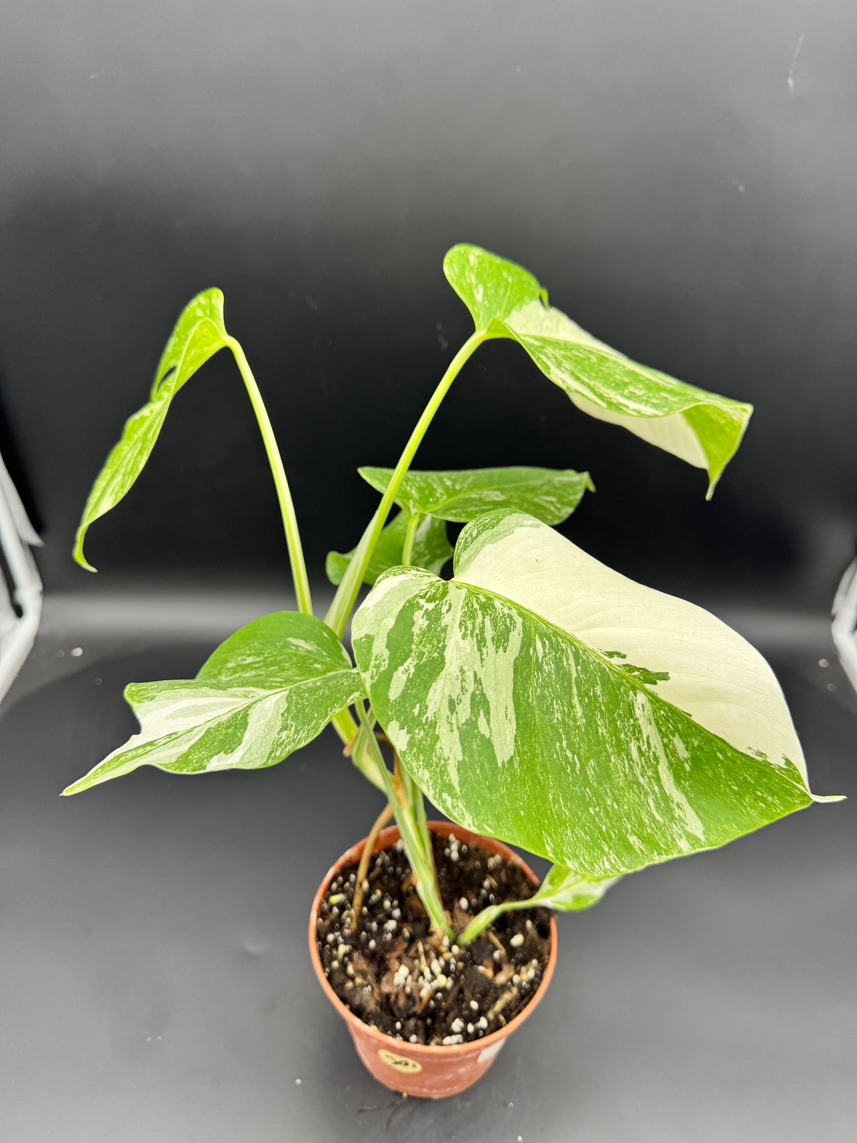 Monstera deliciosa variegata