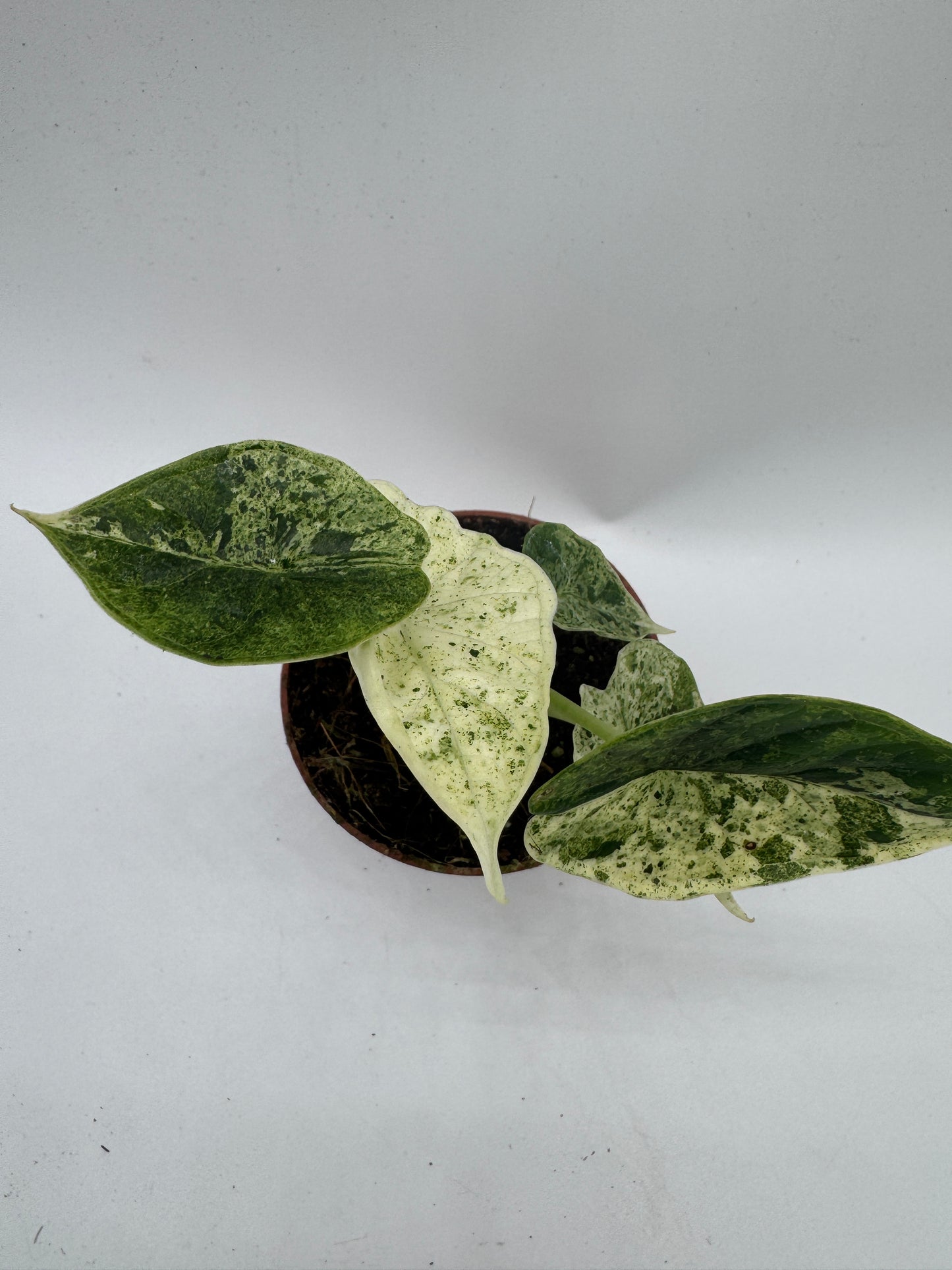Alocasia Dragon Scale mint variegata