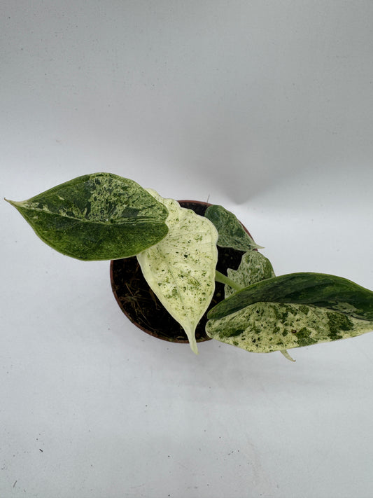 Alocasia Dragon Scale mint variegata