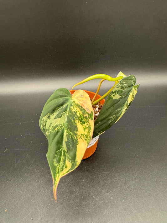 Philodendron micans variegata