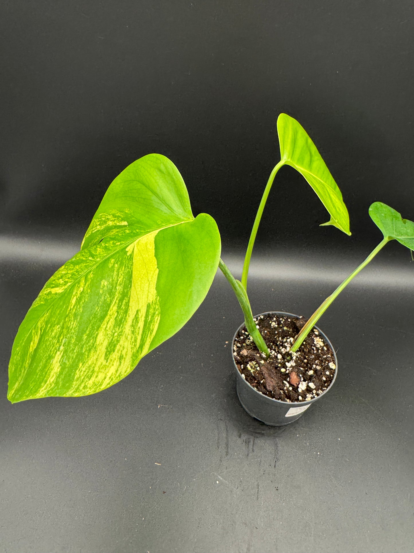 Monstera aurea variegata