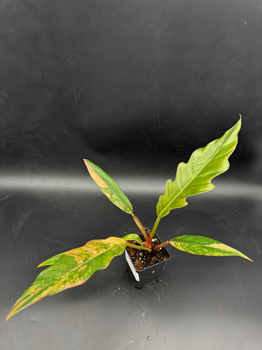Philodendron caramel Marble variegata